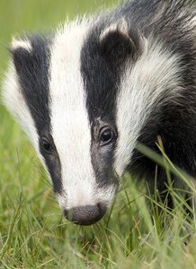 The Zesty Bramble