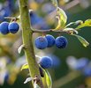 The Zesty Bramble