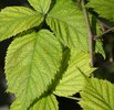 The Zesty Bramble