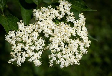 The Zesty Bramble