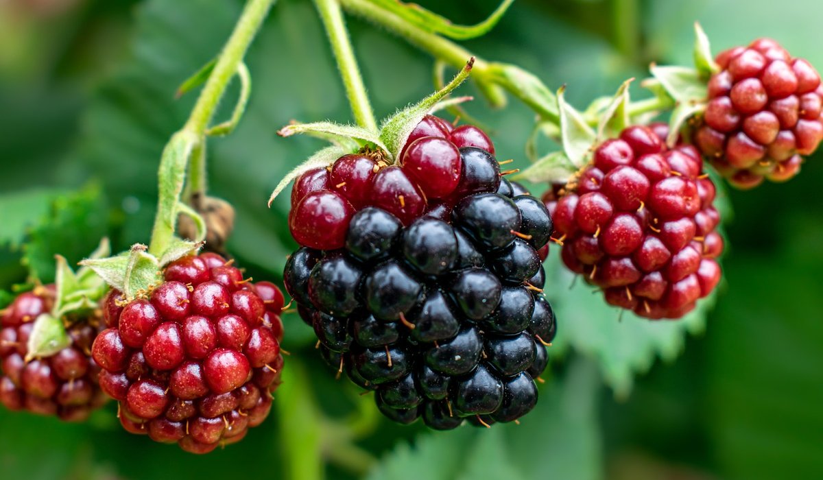 The Zesty Bramble