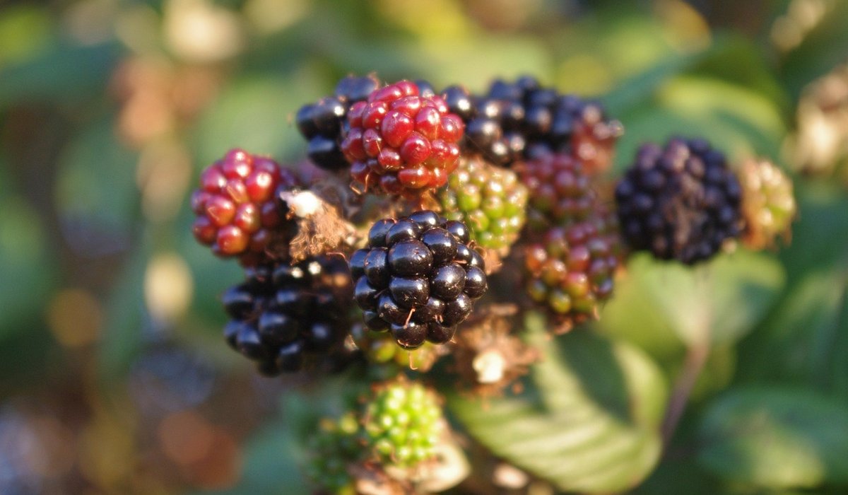 The Zesty Bramble