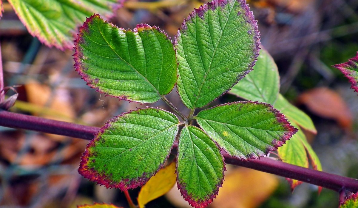 The Zesty Bramble