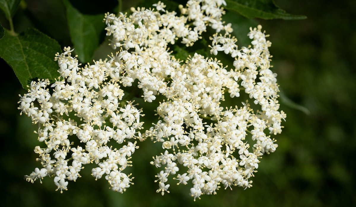 The Zesty Bramble