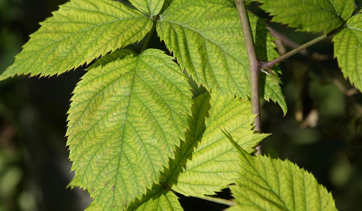 The Zesty Bramble
