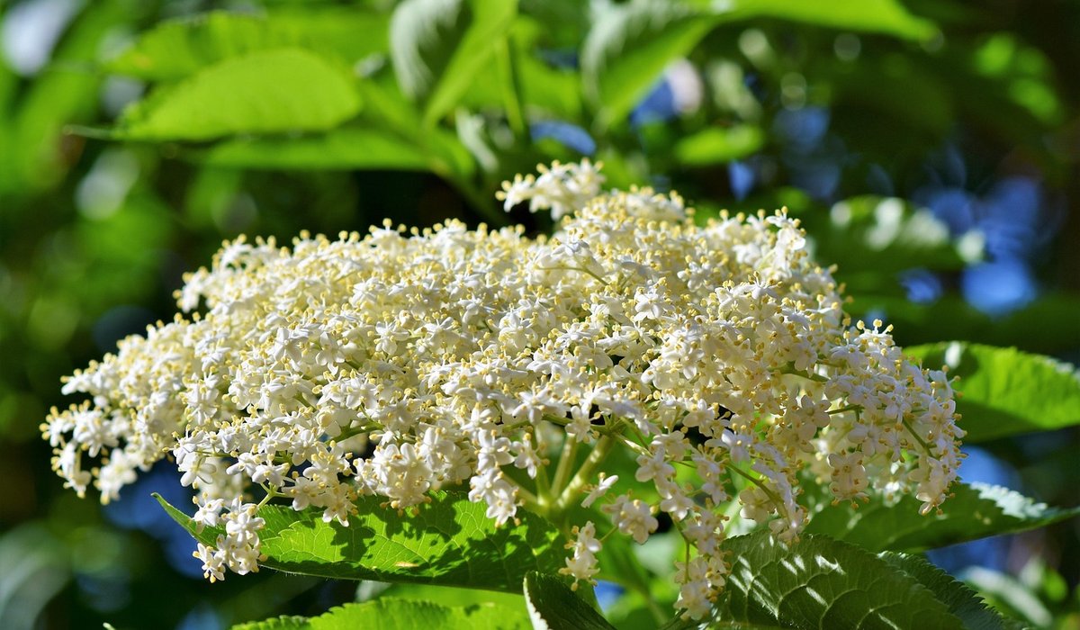 The Zesty Bramble