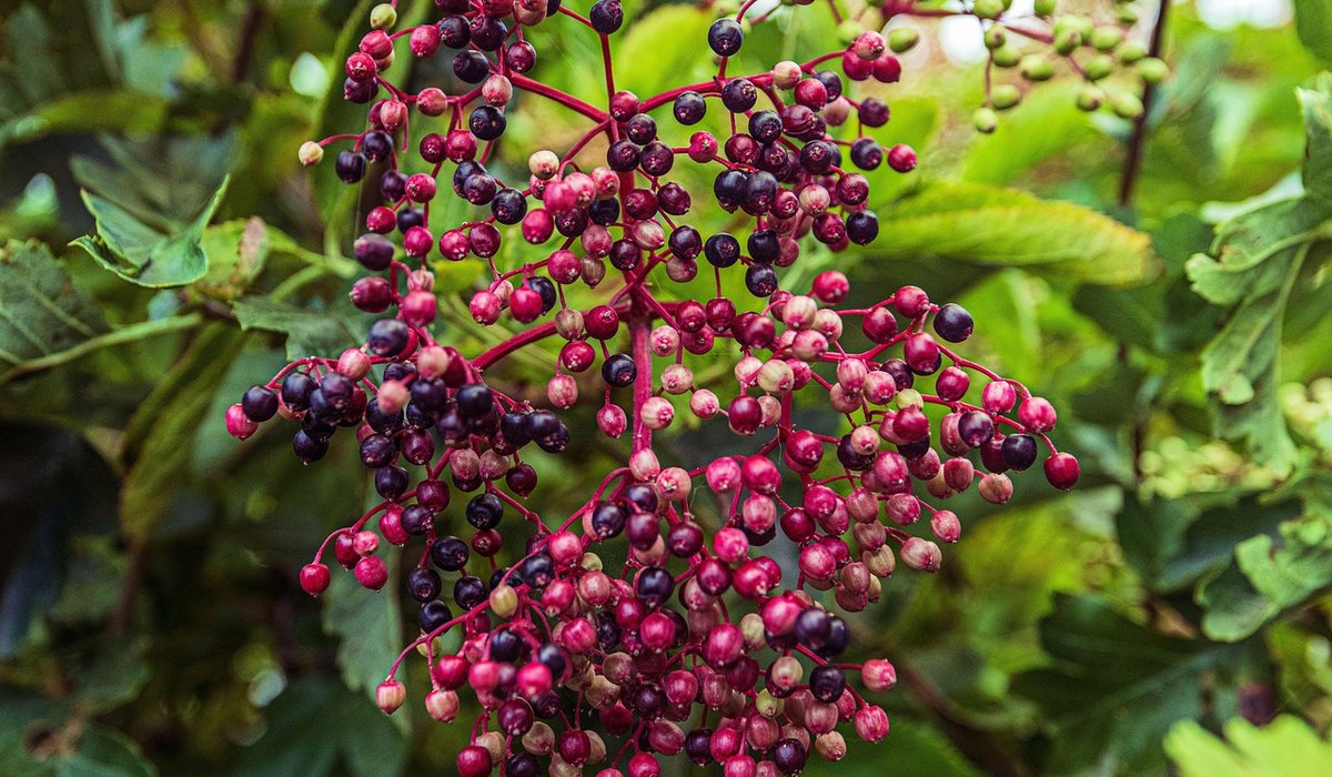 The Zesty Bramble
